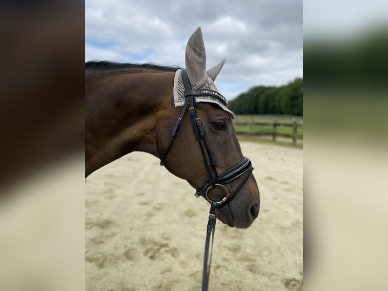 Koń westfalski Wałach 16 lat 172 cm Ciemnokasztanowata in Goch