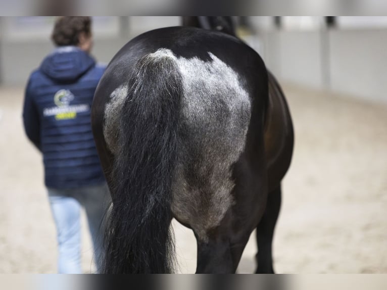 Koń westfalski Wałach 16 lat 172 cm Gniada in Heerde