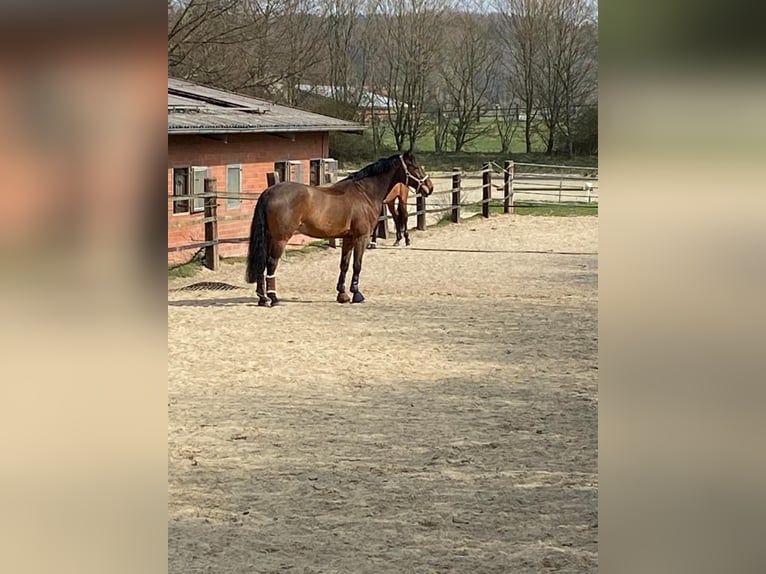 Koń westfalski Wałach 16 lat 172 cm in Osnabrück