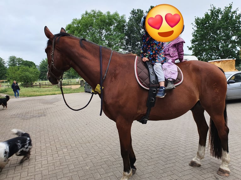 Koń westfalski Wałach 16 lat 174 cm Gniada in Datteln