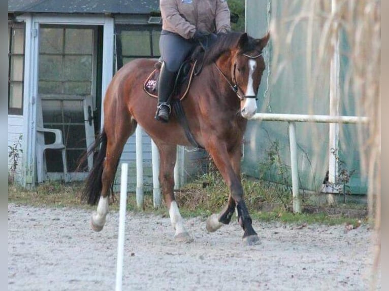 Koń westfalski Wałach 16 lat 174 cm Gniada in Datteln