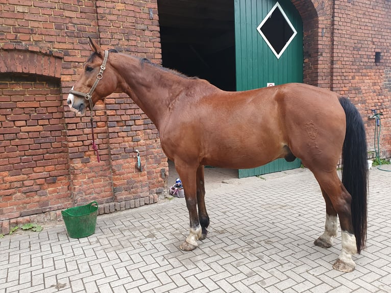 Koń westfalski Wałach 16 lat 174 cm Gniada in Datteln