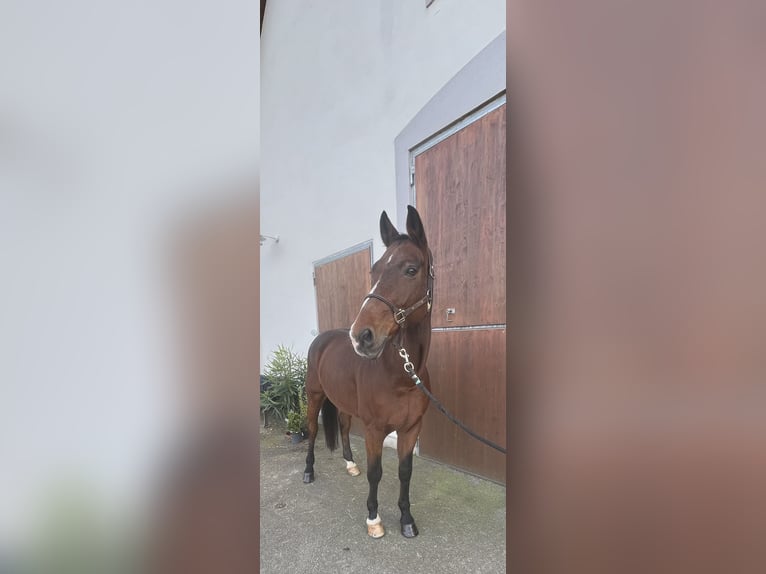 Koń westfalski Wałach 17 lat 170 cm Gniada in Pfaffenhofen an der Ilm