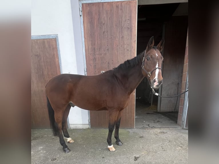 Koń westfalski Wałach 17 lat 170 cm Gniada in Pfaffenhofen an der Ilm