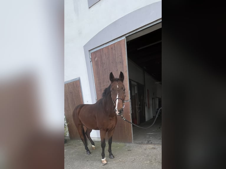 Koń westfalski Wałach 17 lat 170 cm Gniada in Pfaffenhofen an der Ilm