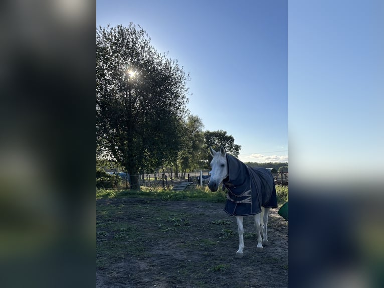 Koń westfalski Wałach 17 lat 172 cm Siwa in Weitenhagen