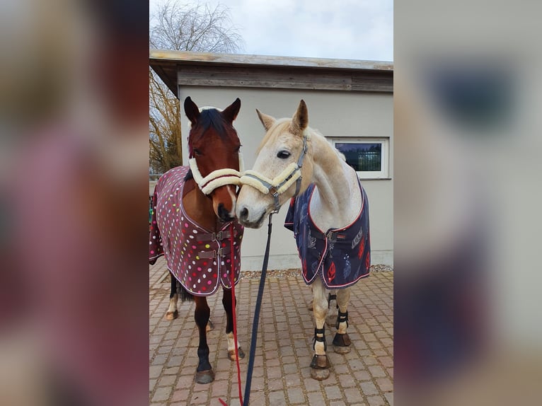 Koń westfalski Wałach 17 lat 172 cm Siwa in Weitenhagen