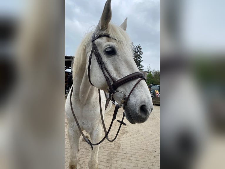 Koń westfalski Wałach 17 lat 172 cm Siwa in Weitenhagen