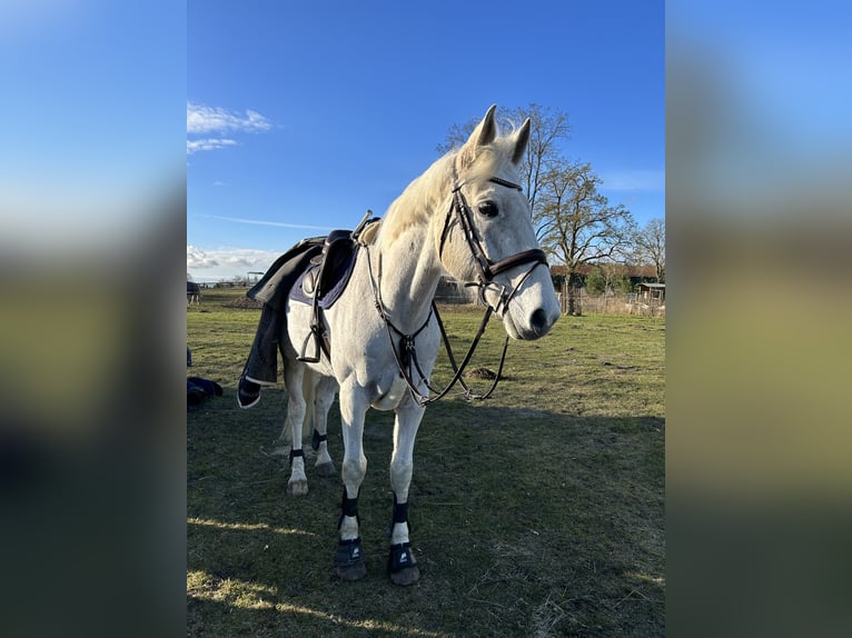 Koń westfalski Wałach 17 lat 172 cm Siwa in Weitenhagen