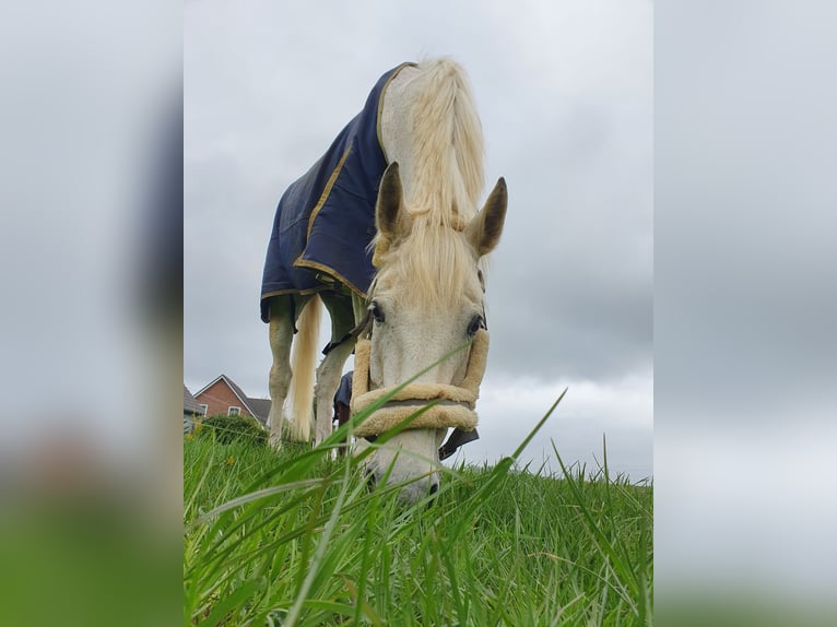 Koń westfalski Wałach 17 lat 172 cm Siwa in Weitenhagen