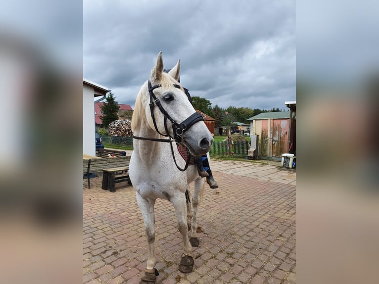 Koń westfalski Wałach 17 lat 172 cm Siwa in Weitenhagen