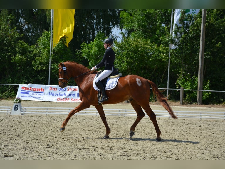 Koń westfalski Wałach 17 lat 174 cm Kasztanowata in Vlotho