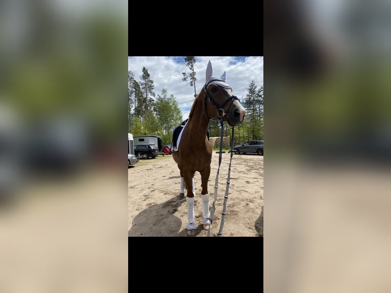 Koń westfalski Wałach 17 lat 183 cm Kasztanowata in Freystadt