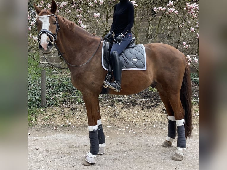 Koń westfalski Wałach 17 lat 183 cm Kasztanowata in Freystadt