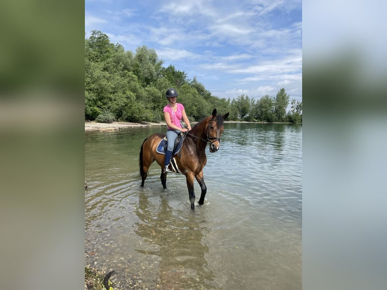 Koń westfalski Wałach 18 lat 165 cm Gniada in Waldachtal