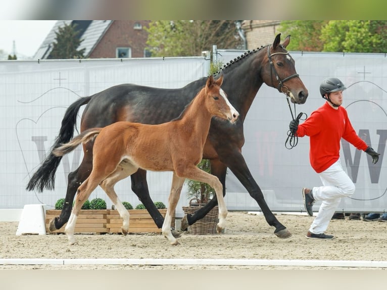 Koń westfalski Wałach 1 Rok Gniada in Frankenberg (Eder)