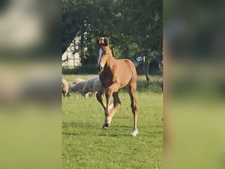 Koń westfalski Wałach 1 Rok Kasztanowata in Espelkamp