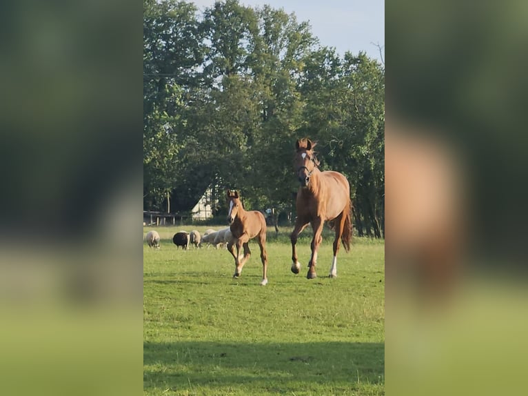 Koń westfalski Wałach 1 Rok Kasztanowata in Espelkamp