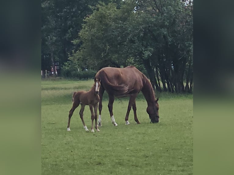 Koń westfalski Wałach 1 Rok Kasztanowata in Espelkamp