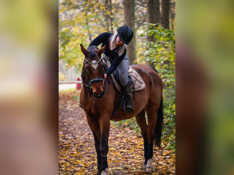 Koń westfalski Wałach 20 lat 176 cm Ciemnokasztanowata in Rottenburg an der Laaber