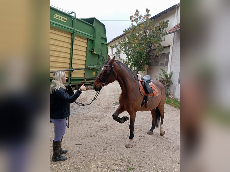 Koń westfalski Wałach 20 lat 176 cm Ciemnokasztanowata in Rottenburg an der Laaber