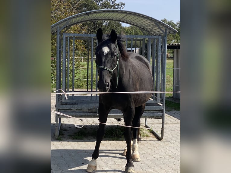 Koń westfalski Wałach 22 lat in Waldbrunn