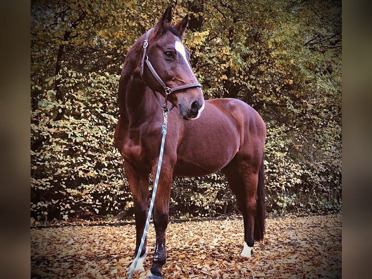 Koń westfalski Wałach 24 lat 172 cm Gniada in Rosendahl