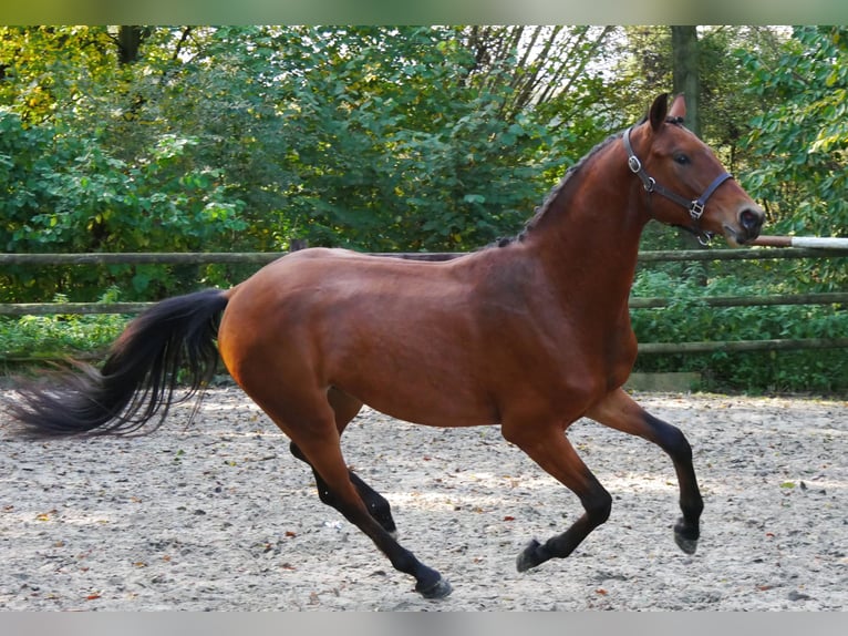 Koń westfalski Wałach 2 lat 164 cm Gniada in Dorsten