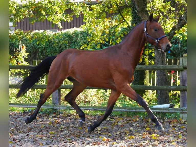 Koń westfalski Wałach 2 lat 164 cm Gniada in Dorsten