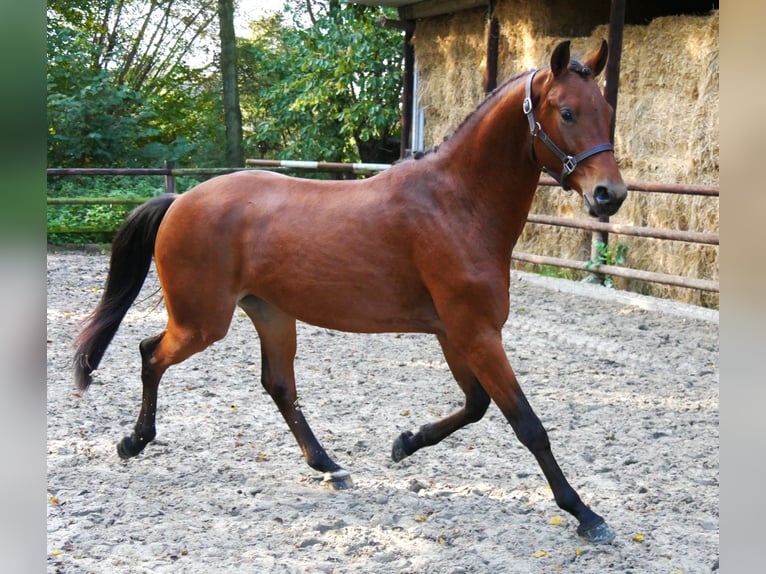 Koń westfalski Wałach 2 lat 164 cm Gniada in Dorsten