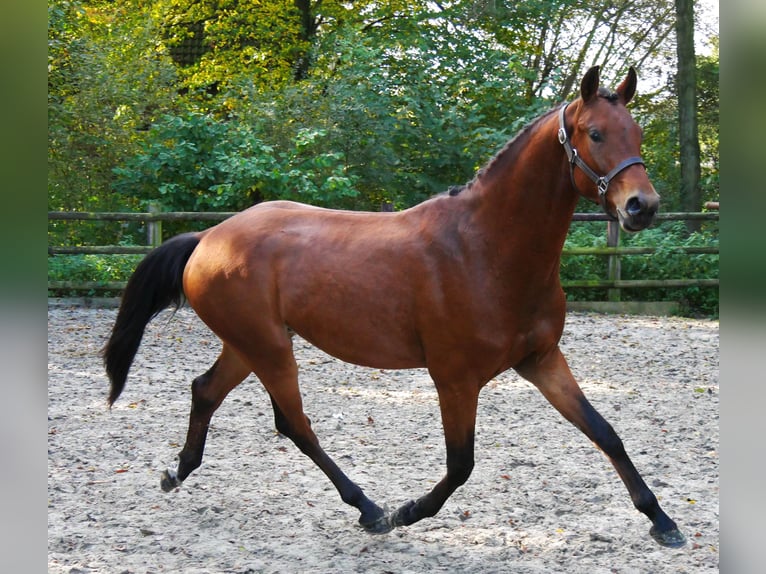 Koń westfalski Wałach 2 lat 164 cm Gniada in Dorsten