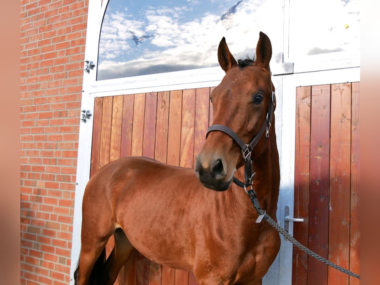 Koń westfalski Wałach 2 lat 164 cm Gniada in Dorsten