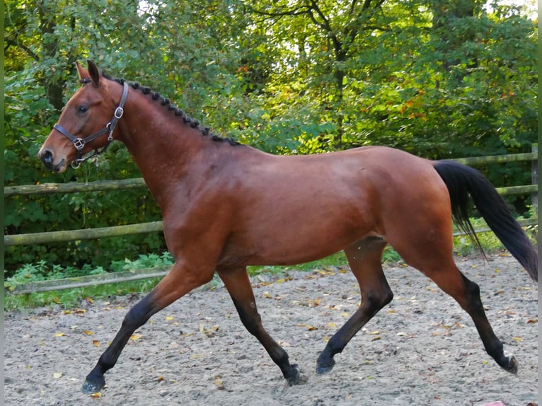 Koń westfalski Wałach 2 lat 164 cm Gniada in Dorsten