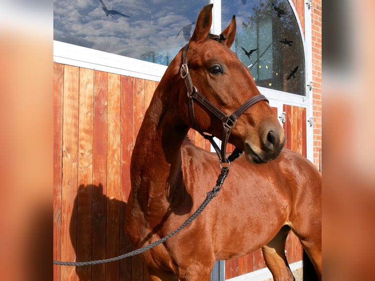 Koń westfalski Wałach 2 lat 164 cm Gniada in Dorsten