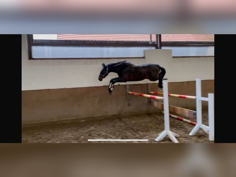 Koń westfalski Wałach 2 lat 167 cm Ciemnokasztanowata in Melle