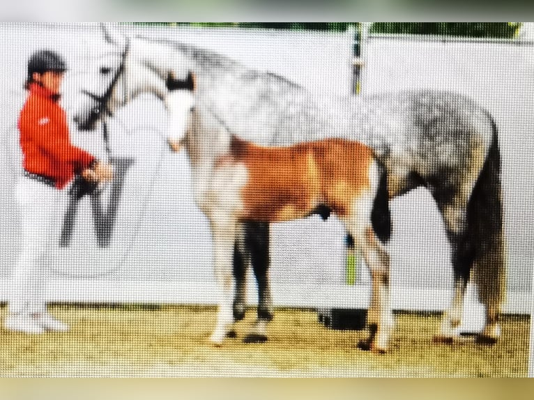 Koń westfalski Wałach 2 lat 167 cm Siwa in Frankenberg (Eder)