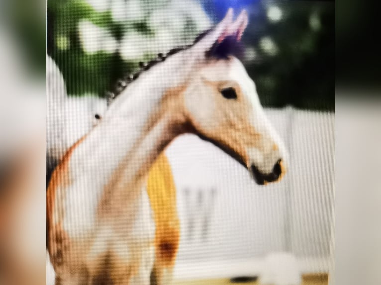 Koń westfalski Wałach 2 lat 167 cm Siwa in Frankenberg (Eder)