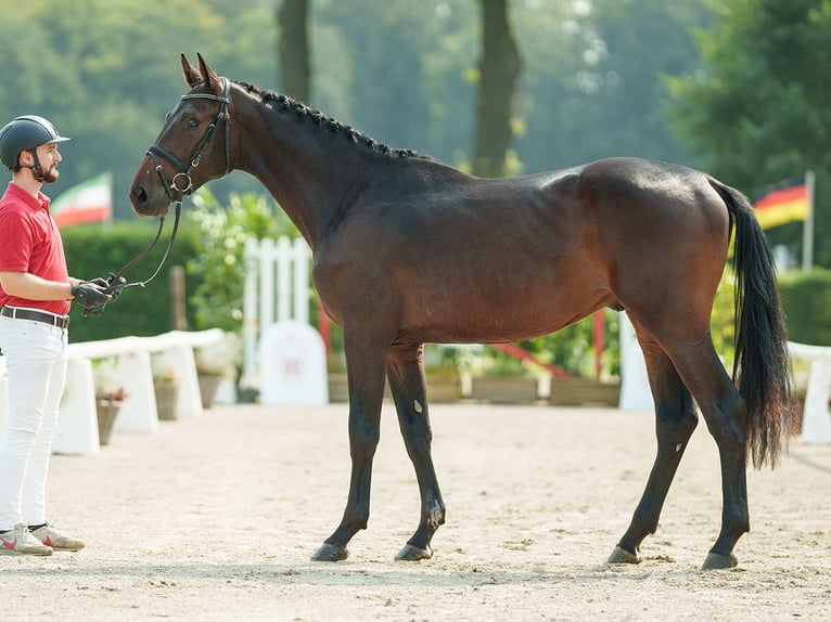 Koń westfalski Wałach 2 lat 169 cm Gniada in Münster