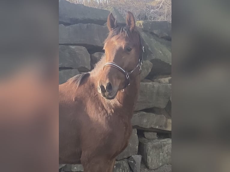 Koń westfalski Wałach 3 lat 160 cm Cisawa in Lindlar