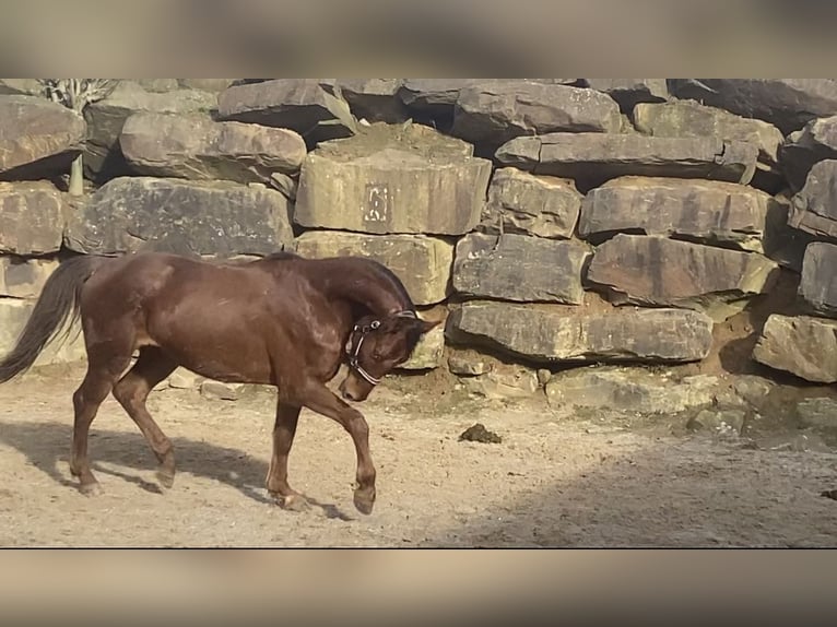 Koń westfalski Wałach 3 lat 160 cm Cisawa in Lindlar