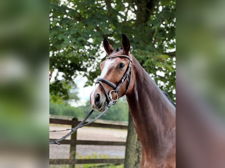 Koń westfalski Wałach 3 lat 160 cm Gniada in Greven