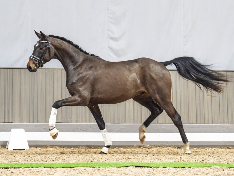 Koń westfalski Wałach 3 lat 162 cm Gniada in M&#xFC;nster-Handorf