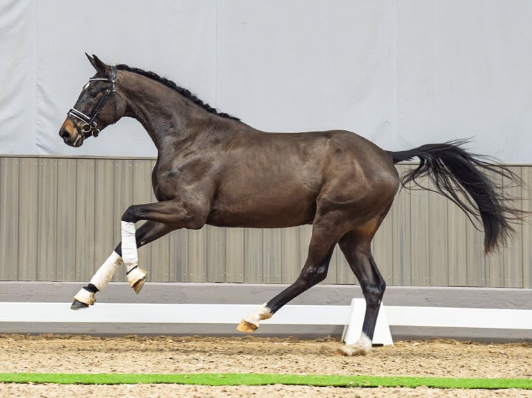 Koń westfalski Wałach 3 lat 162 cm Gniada in M&#xFC;nster-Handorf