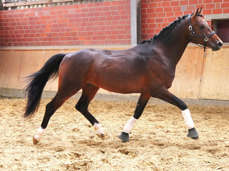 Koń westfalski Wałach 3 lat 163 cm Ciemnogniada in Dorsten