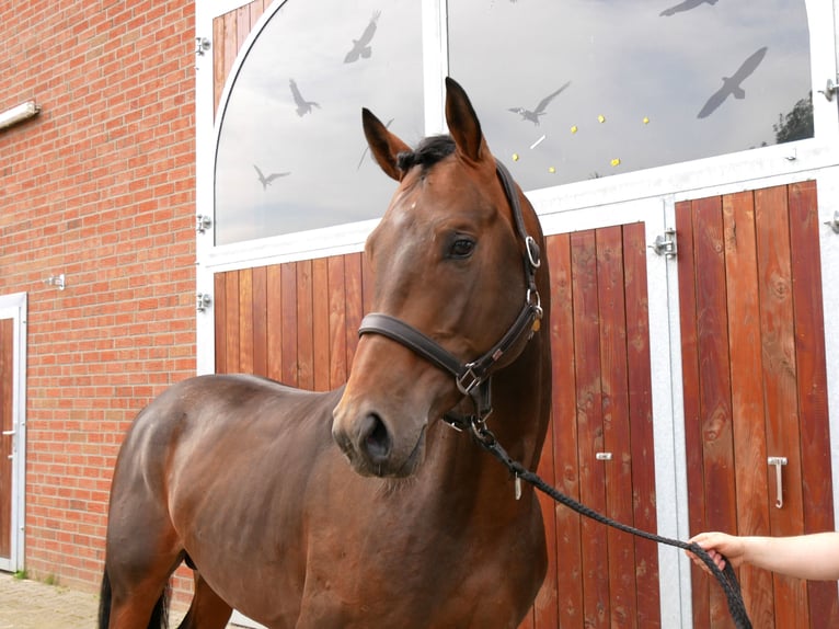 Koń westfalski Wałach 3 lat 163 cm Ciemnogniada in Dorsten