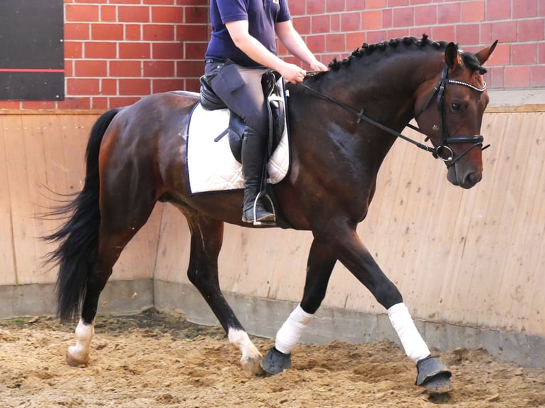 Koń westfalski Wałach 3 lat 163 cm Ciemnogniada in Dorsten