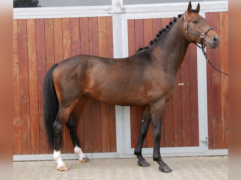 Koń westfalski Wałach 3 lat 163 cm Ciemnogniada in Dorsten