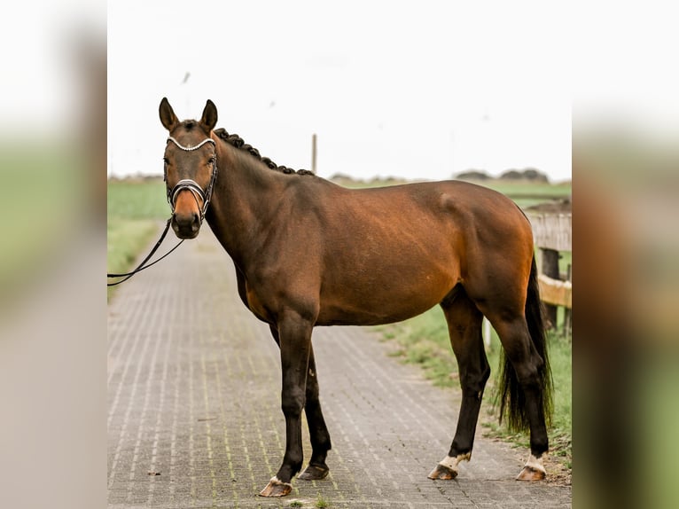 Koń westfalski Wałach 3 lat 163 cm Gniada in Uedem