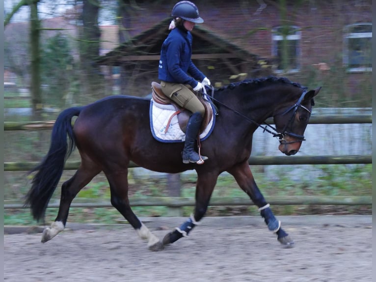 Koń westfalski Wałach 3 lat 163 cm in Dorsten