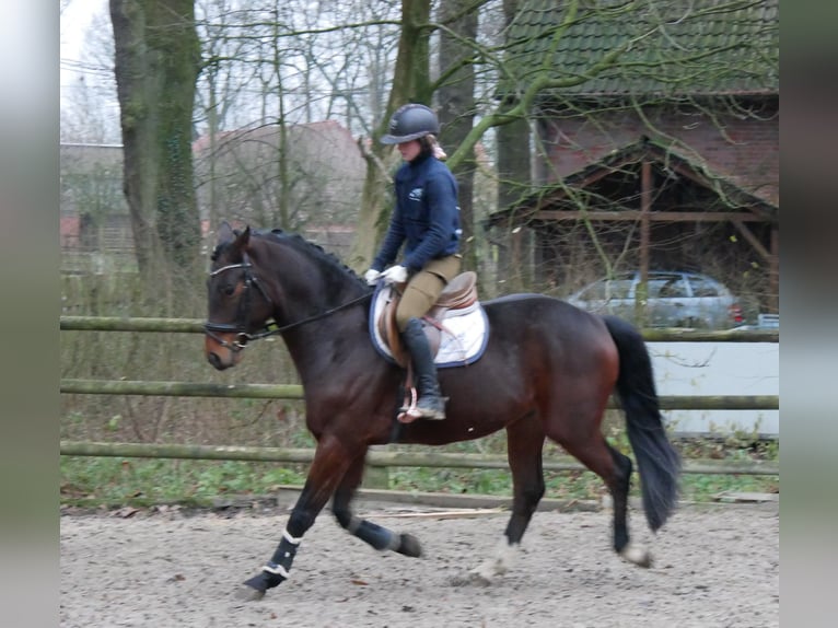 Koń westfalski Wałach 3 lat 163 cm in Dorsten